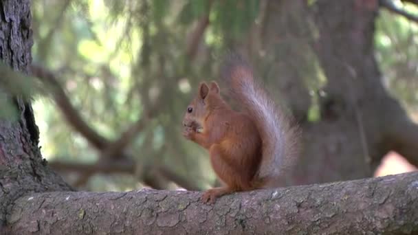 Ekorren sitter på en gren och äter en nöt — Stockvideo