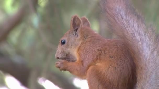Veverka sedí na větvi a jí ořech — Stock video