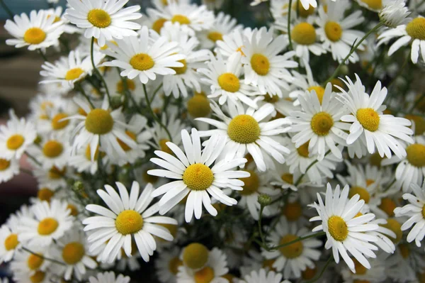 Witte bloem daisywheel — Stockfoto