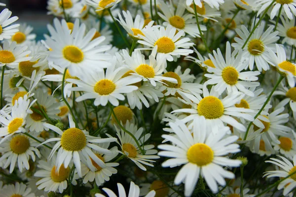 Mnoho květin daisywheel — Stock fotografie