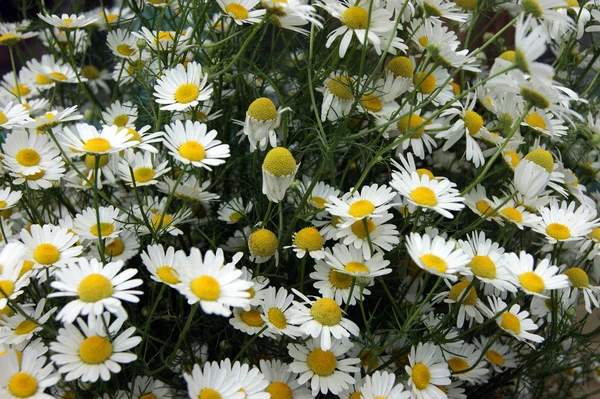 Schöne Blume Daisywheel auf Feld — Stockfoto