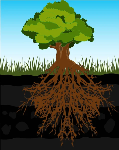 Boom en de wortel in de grond — Stockvector