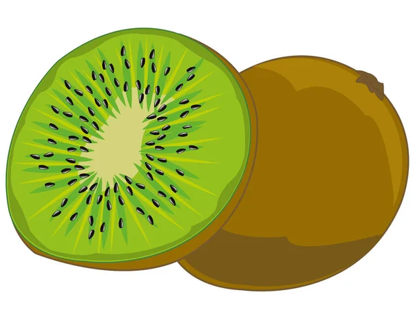Tropical fruit kiwi — Stock Vector