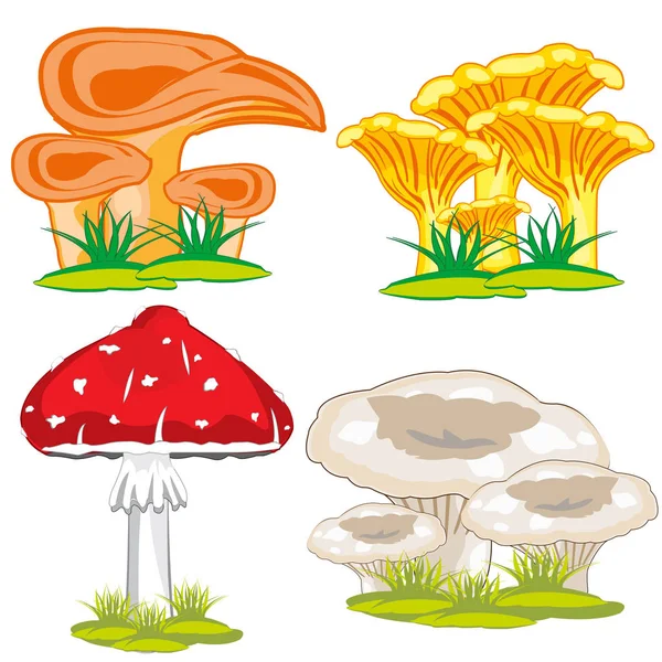 Essbarer und giftiger Pilz — Stockvektor