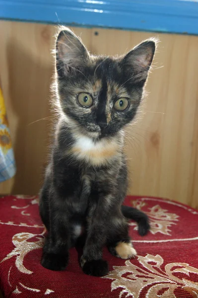 Pequeño gatito flaco — Foto de Stock