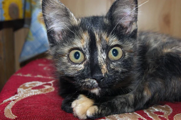 Afraid gray kitty — Stock Photo, Image