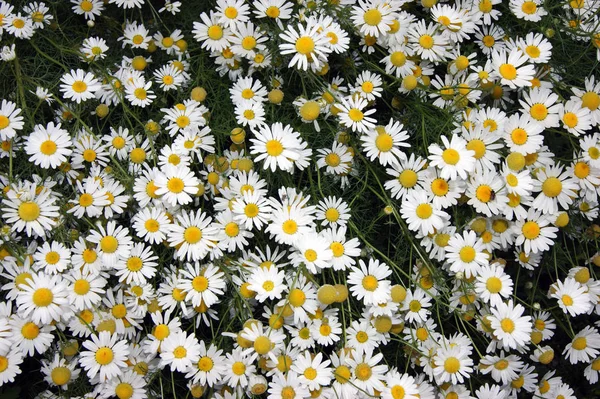 Glade avec roue à marguerite — Photo