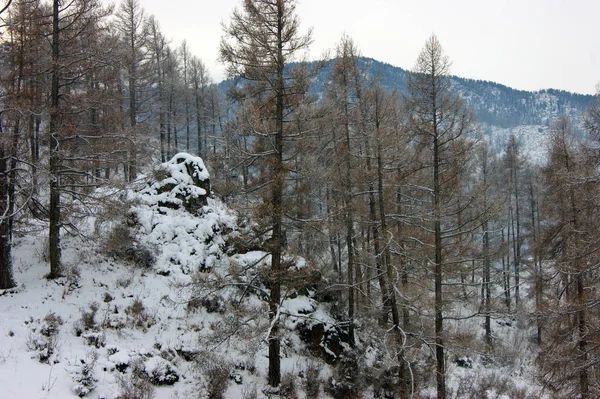 山と木の冬の昼間の風景 — ストック写真