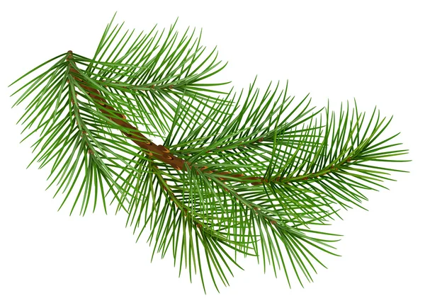Green fluffy pine branch symbol of christmas. Isolated on white background — Stock Vector