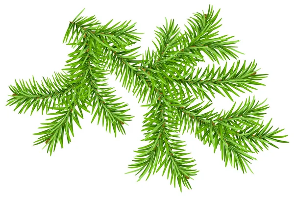 Rama de pino verde aislada en blanco — Vector de stock