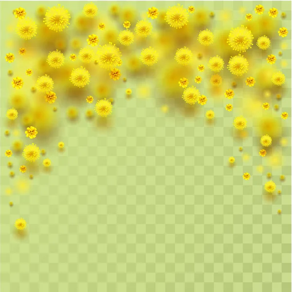 Yellow fluffy mimosa flowers fall — Stock Vector