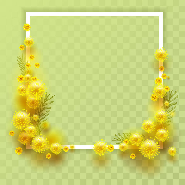 Yellow mimosa on transparent background. Template frame for greeting card on March 8 International Womens Day