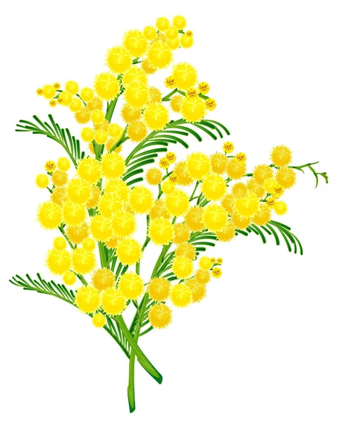 Flor de acácia amarelo ramo flor —  Vetores de Stock