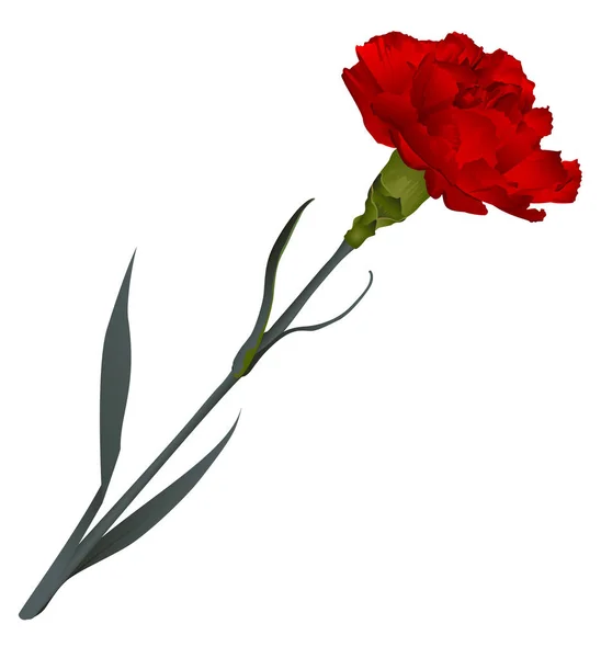 Flor de clavel roja aislada sobre fondo blanco — Vector de stock