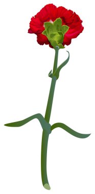 Beyaz arka plan üzerinde izole kırmızı karanfil çiçek arka