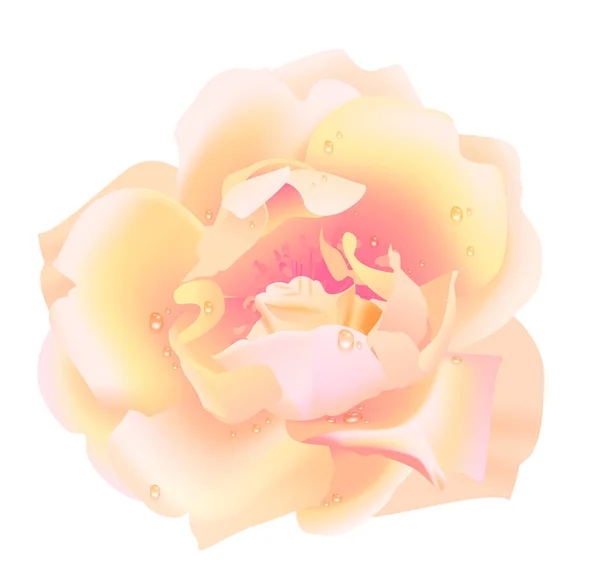 Rosa flor sobre fondo blanco — Vector de stock