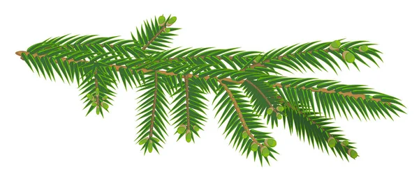 Grüner Zweig der Tanne isoliert auf weißem Hintergrund — Stockvektor