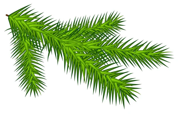 Green juicy one spruce branch — Stock Vector