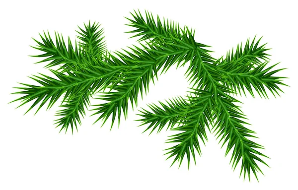 Zelené šťavnaté větev jeden borovice — Stockový vektor