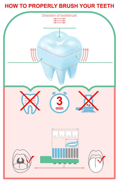 Comment se brosser les dents correctement. Infographie de la dentisterie éducative — Image vectorielle