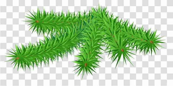 Lush green fir pine branch on transparent background — Stock Vector