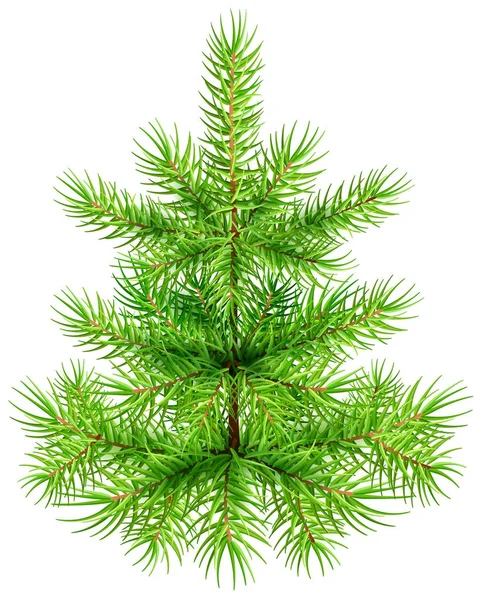 Groene kleine kerstboom pine fir — Stockvector