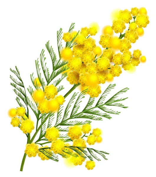 Rama flor mimosa amarilla símbolo de primavera aislada en blanco — Vector de stock