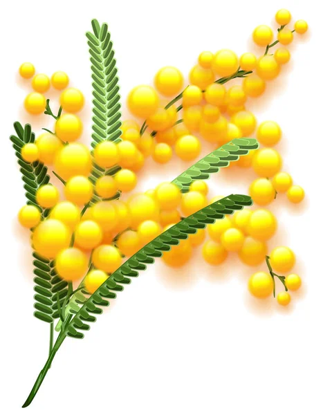 Gula mimosa blomsterkvist på vit bakgrund. Blommande acacia symbol för våren — Stock vektor