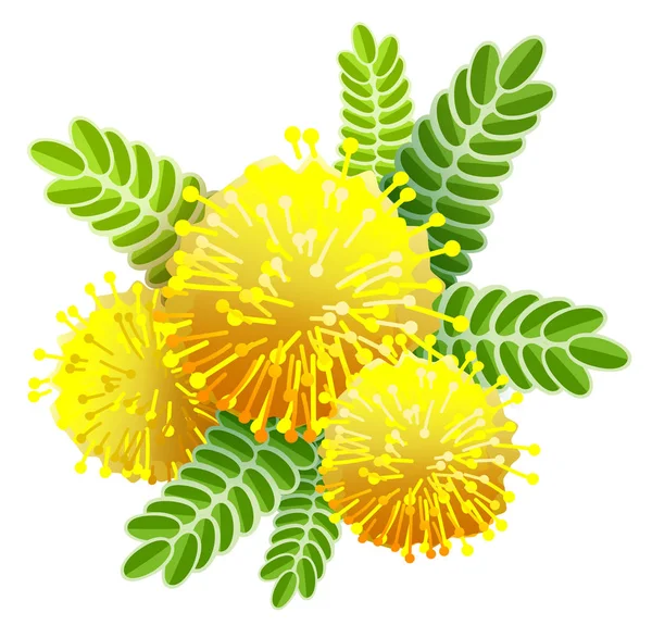 Yellow mimosa bouquet fluffy flower view from above — Stock Vector