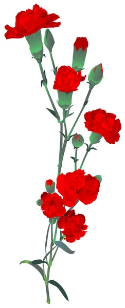 Букет красной гвоздики символизирует День Победы России. Красная гвоздика на белом Лицензионные Стоковые Иллюстрации