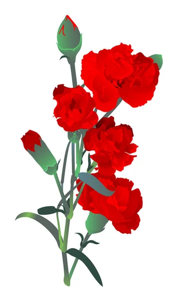 붉은 카네이션 꽃들은 흰색 배경에 따로 붙어 있는 꽃다발 — 스톡 벡터