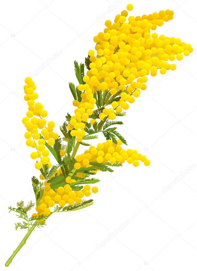 Yellow mimosa flower branch of acacia isolated on white background