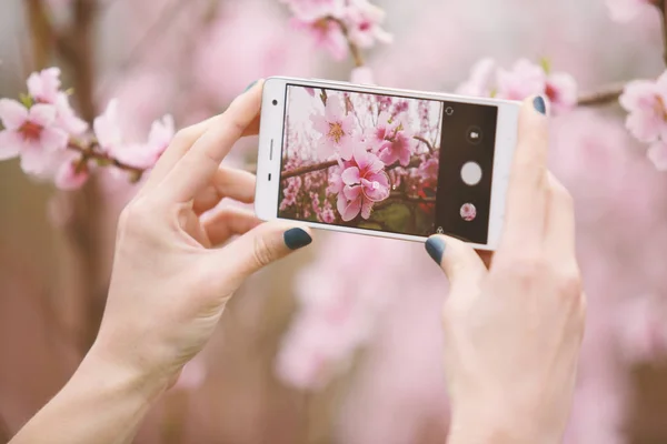 Tirando foto de árvore de flor . Imagens De Bancos De Imagens