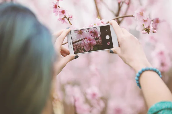 Tirando foto de árvore de flor . Imagens De Bancos De Imagens