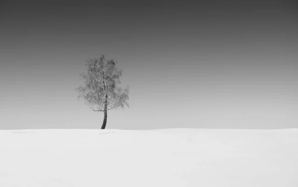 Arbre solitaire en hiver. — Photo