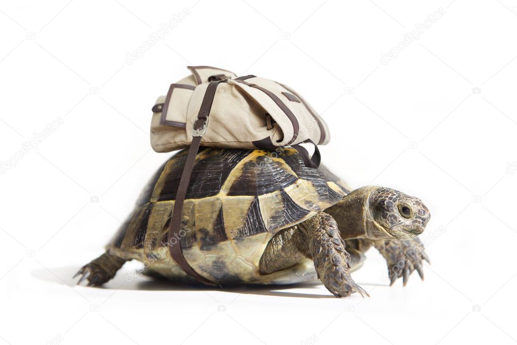 Turtle with backpack.