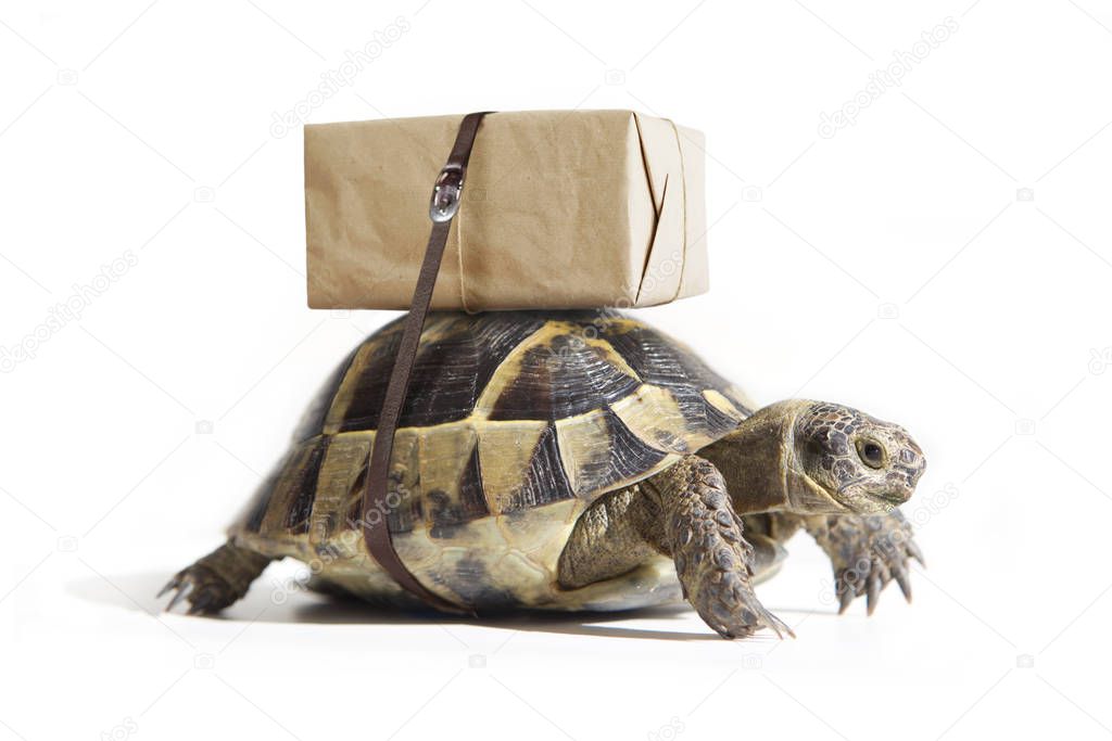 Turtle with shipping box on a back, isolated on white. Delivery concept.