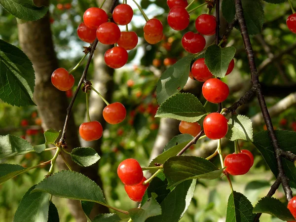 Grappes de cerises mûrissantes — Photo