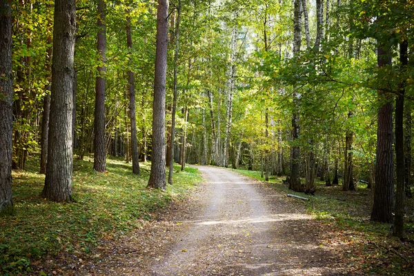 Pathway in a forest — Stock Photo, Image