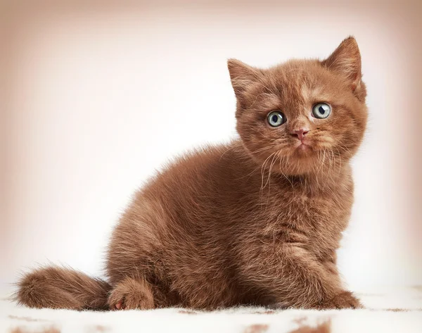 Коричневий британський коротке волосся кошеня — стокове фото