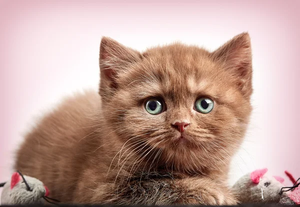 Marrón británico pelo corto gatito — Foto de Stock