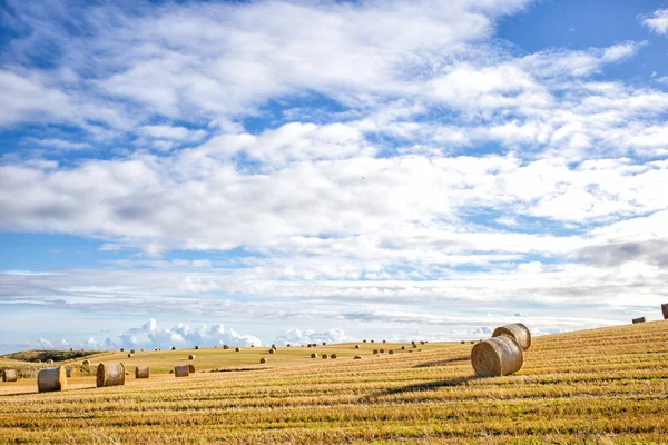 Champ agricole et ciel bleu — Photo