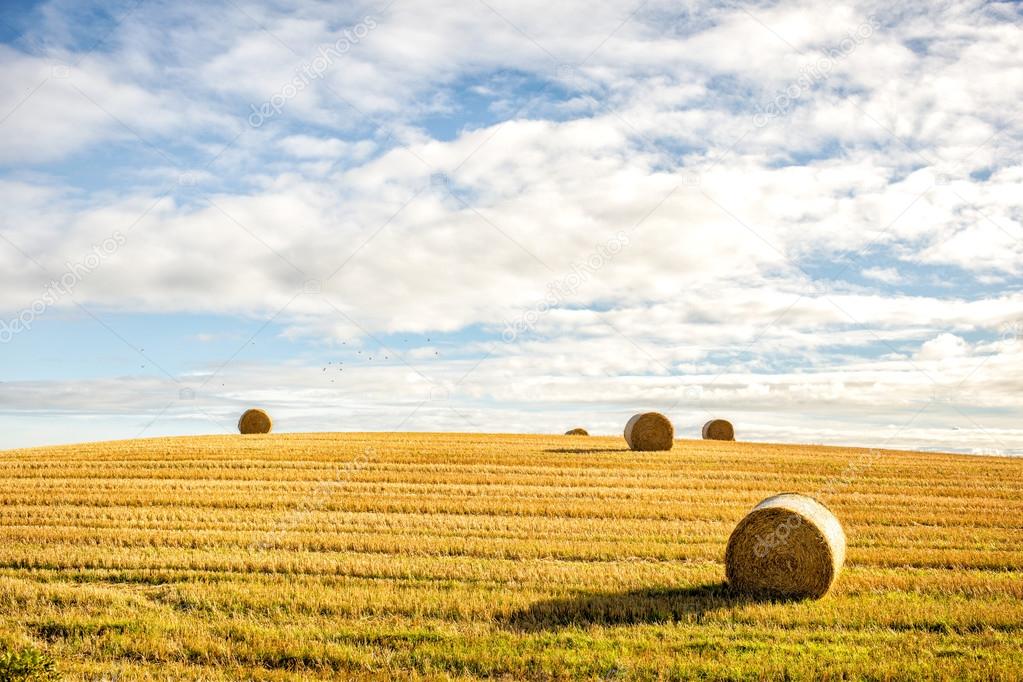 agricultural field and blue sky