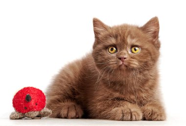 İngiliz kısa kumral yavru kedi