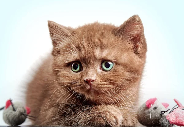 Marrón británico pelo corto gatito — Foto de Stock