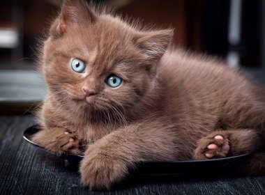 Siyah plaka üzerinde kahverengi yavru kedi