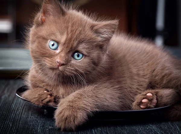 Brown kitten on black plate — Stock Photo, Image