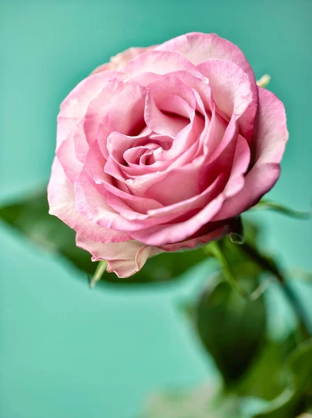 Vacker rosa ros — Stockfoto