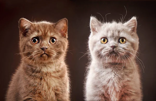 Portret van Britse kittens — Stockfoto
