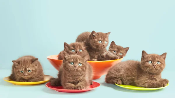 화려한 접시에 갈색 고양이 — 스톡 사진